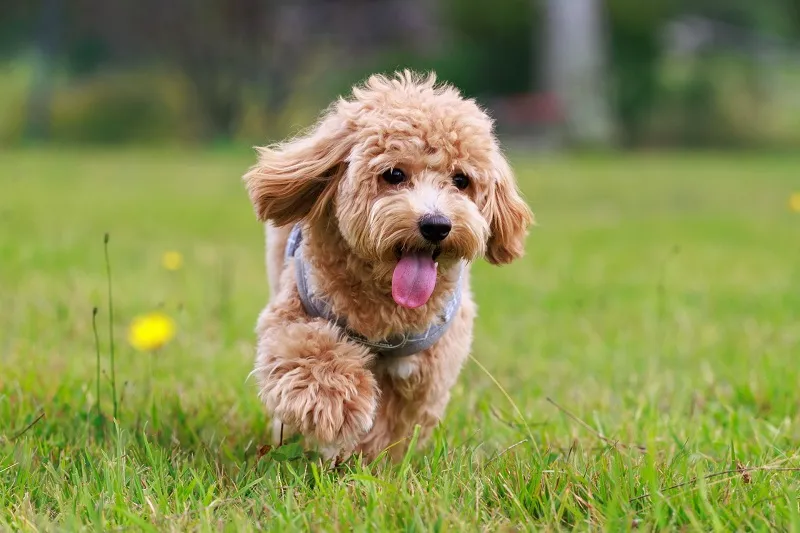 愛犬を守ろう！梅雨のトラブルに要注意