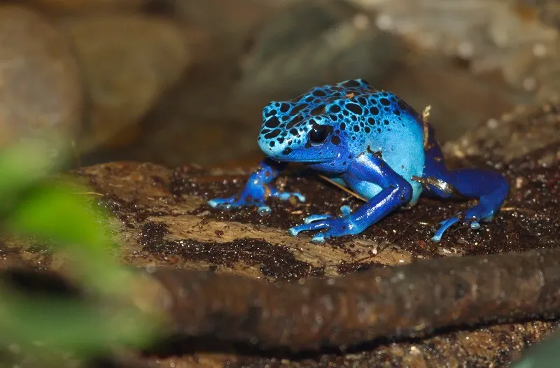 とてもかわいい【ヤドクガエルの生態を知ろう】