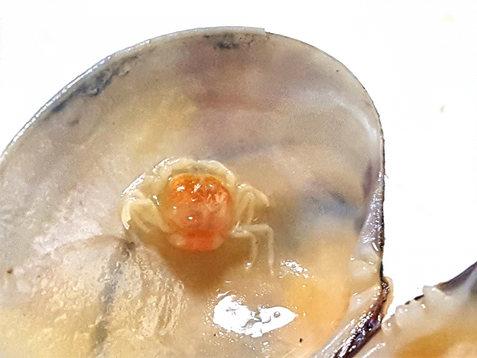 あさりからカニが出てきた！その正体「ピンノ（カクレガニ）」は食べても大丈夫？?