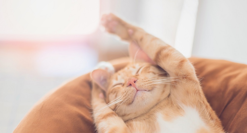 猫のゴロゴロ音に癒し以上の力？ 25Hzが秘める驚きの健康効果