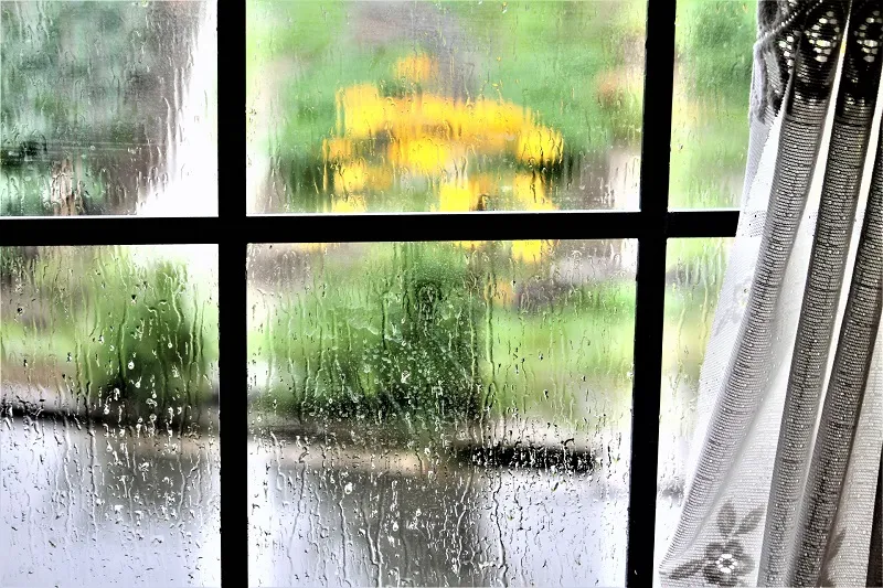 これから始まる「梅雨」の季節。なんで「梅」という漢字が使われるの？