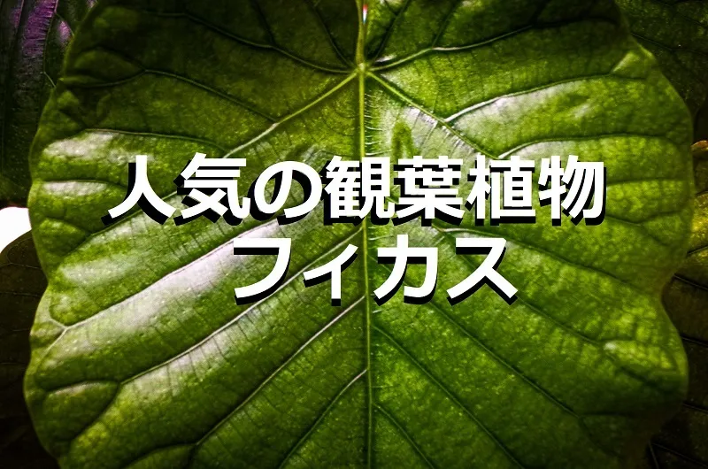 人気の観葉植物「フィカス」の種類とその魅力