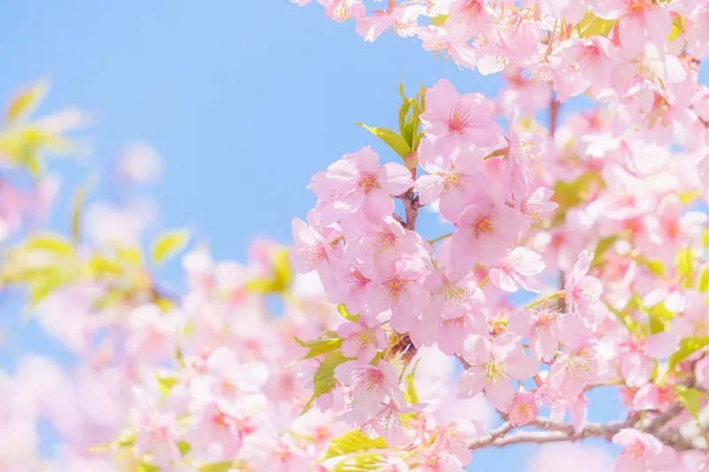 東京桜開花！桜の開花と関係ある？！『600℃』の法則とは？