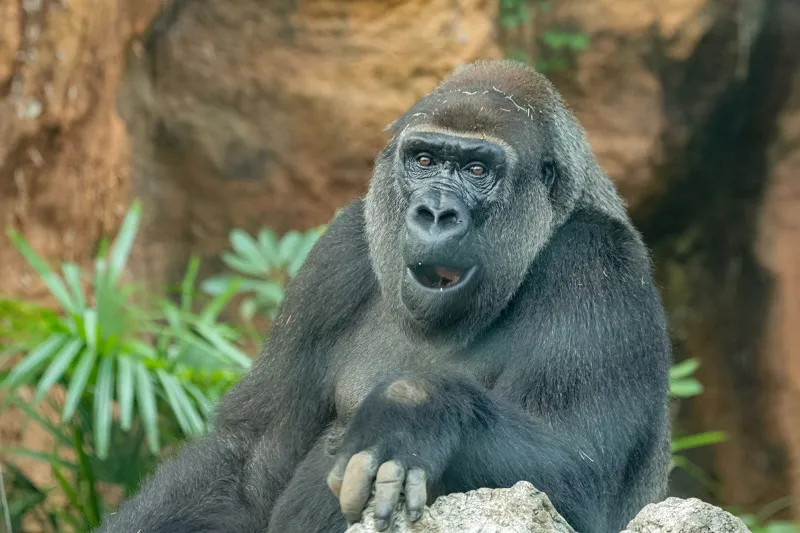 動物園で大人気！ゴリラの生態とは？