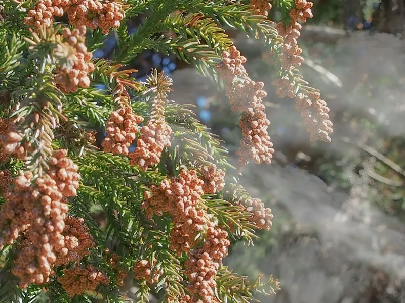 花粉症対策を見直そう！